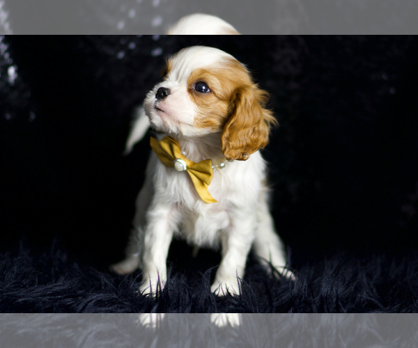 Medium Photo #13 Cavalier King Charles Spaniel Puppy For Sale in WARSAW, IN, USA