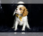 Small #2 Cavalier King Charles Spaniel