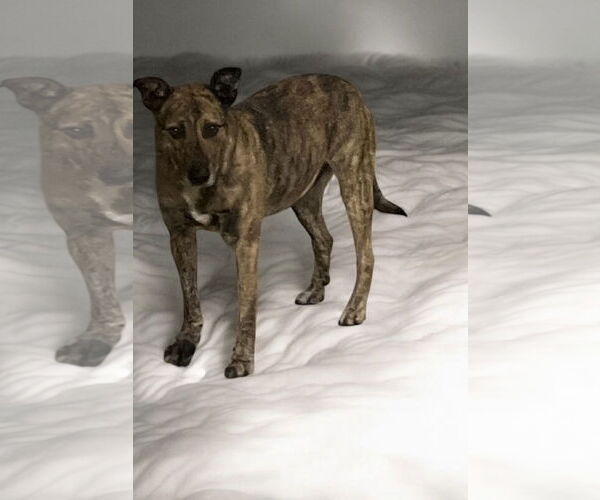 Medium Photo #1 Greyhound Puppy For Sale in Menifee, CA, USA