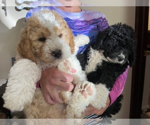 Miniature Bernedoodle Puppy for sale in SAINT PARIS, OH, USA