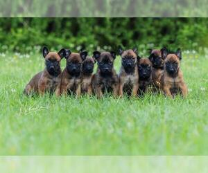 Belgian Malinois Puppy for sale in POPLARVILLE, MS, USA