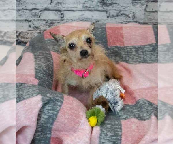Medium Photo #6 Chihuahua-Unknown Mix Puppy For Sale in Kennesaw, GA, USA