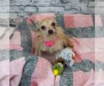 Small #5 Chihuahua Mix