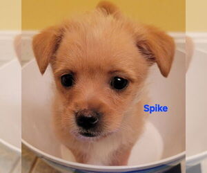 Cairn Terrier-Feist Terrier Mix Dogs for adoption in Aurora, IN, USA