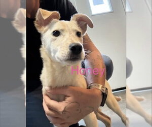 Mutt Dogs for adoption in Foristell, MO, USA