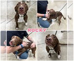 Small American Staffordshire Terrier Mix