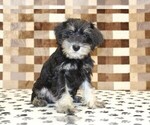 Small #3 Schnauzer (Miniature)