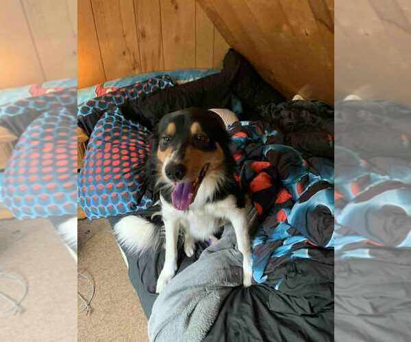 Medium Photo #1 Border-Aussie Puppy For Sale in MIDDLEBORO, MA, USA