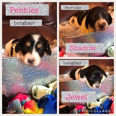 Dachshund Puppy for sale in ANTHONY, FL, USA