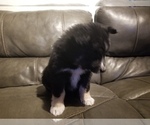 Small Photo #6 Australian Shepherd Puppy For Sale in WILLIAMSBURG, CO, USA