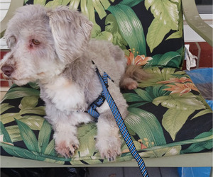 Havanese Puppy for sale in WINSTON SALEM, NC, USA