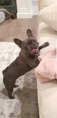 Mother of the French Bulldog puppies born on 09/07/2018