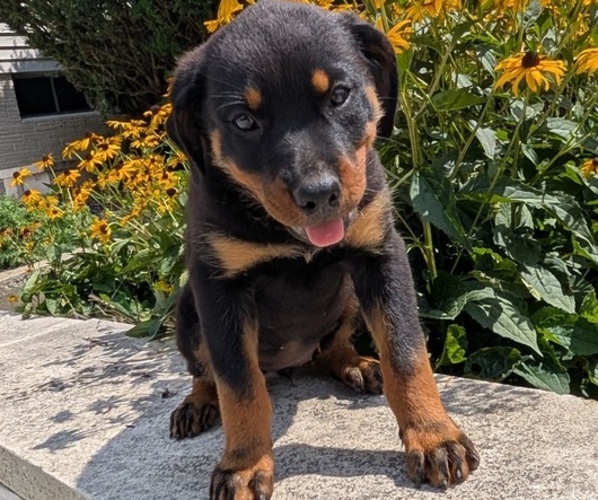 Medium Photo #6 Rottweiler Puppy For Sale in GOSHEN, IN, USA