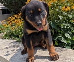 Small #5 Rottweiler