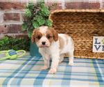 Small #9 Cavalier King Charles Spaniel