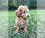 Small #3 Poodle (Miniature)