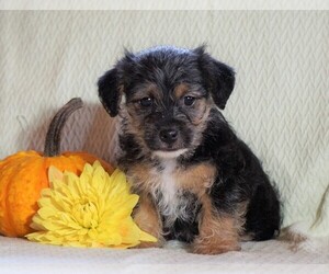 Jack Russell Terrier-Poodle (Toy) Mix Puppy for sale in FREDERICKSBG, OH, USA