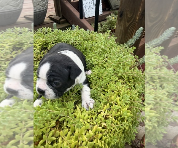 Medium Photo #24 Boston Terrier Puppy For Sale in FREDONIA, KS, USA