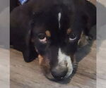 Small #1 Beagle-Bloodhound Mix