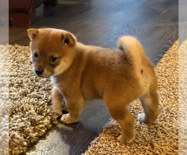 Medium Photo #1 Shiba Inu Puppy For Sale in SNOHOMISH, WA, USA