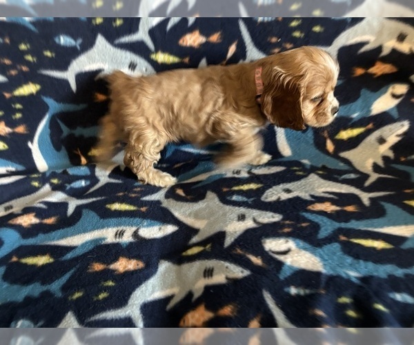 Medium Photo #32 Cocker Spaniel Puppy For Sale in COLBERT, GA, USA