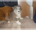 Small Photo #24 Australian Shepherd-Pembroke Welsh Corgi Mix Puppy For Sale in GALLEGOS, NM, USA