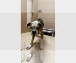 Small #2 Boxer