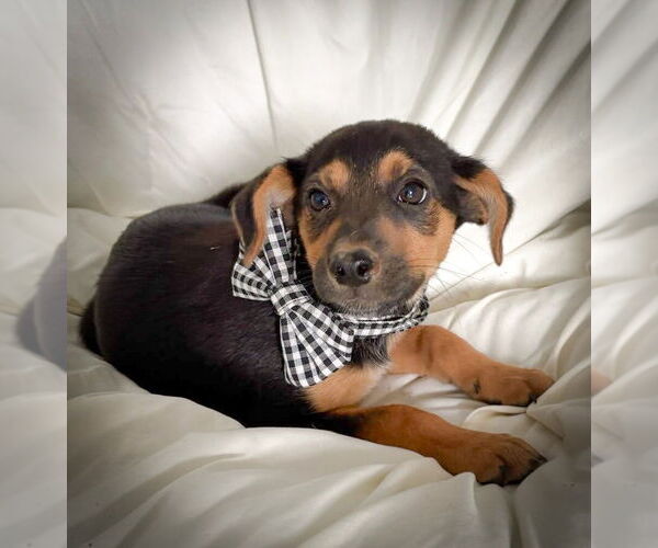 Medium Photo #1 Mutt Puppy For Sale in Lawrenceville, NJ, USA