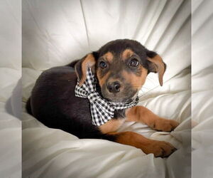 Mutt Dogs for adoption in Lawrenceville, NJ, USA