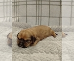 Small Photo #29 Puggle-Shih Tzu Mix Puppy For Sale in NEW YORK MILLS, MN, USA