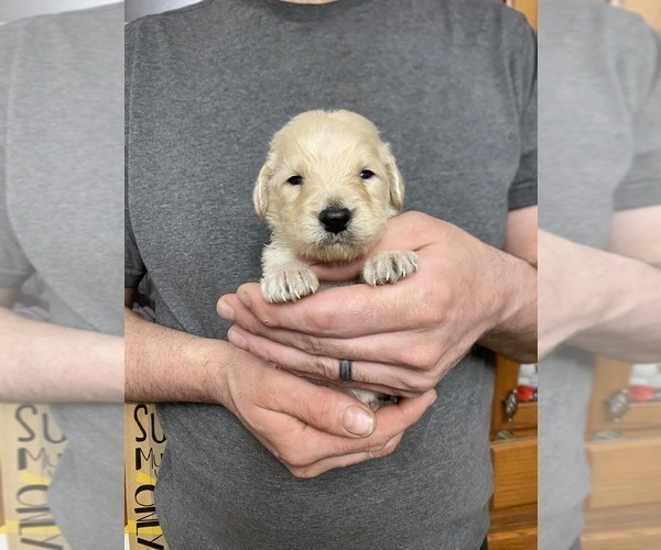 Medium Photo #8 Goldendoodle Puppy For Sale in WEAVERVILLE, NC, USA