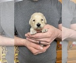 Small Photo #8 Goldendoodle Puppy For Sale in WEAVERVILLE, NC, USA