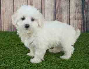 Maltipoo Puppy for sale in TOWSON, MD, USA