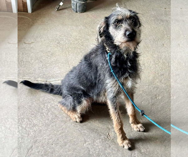 Medium Photo #2 Mutt Puppy For Sale in Germantown, OH, USA