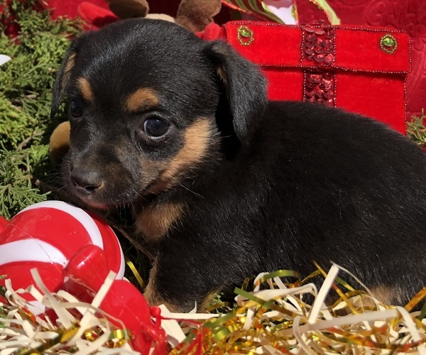 Medium Photo #8 Australian Shepherd-Chihuahua Mix Puppy For Sale in SHERMAN, TX, USA