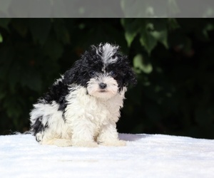Goldendoodle (Miniature) Puppy for sale in DYERSBURG, TN, USA