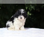 Small Goldendoodle (Miniature)
