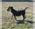 Small Photo #13 Beagle-Unknown Mix Puppy For Sale in McKinney, TX, USA