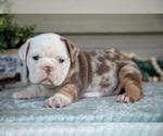Image preview for Ad Listing. Nickname: Litter of 4