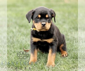 Rottweiler Puppy for sale in CHRISTIANA, PA, USA