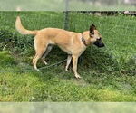 Small #3 Mutt