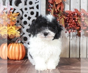 ShihPoo Puppy for sale in MOUNT VERNON, OH, USA