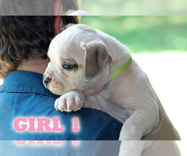Medium Photo #10 American Bulldog Puppy For Sale in PARIS, TN, USA