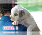Small #9 American Bulldog