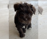 Small #8 Schnauzer (Miniature)