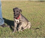 Small Photo #5 Irish Wolfhound Puppy For Sale in KINGSTON, OH, USA
