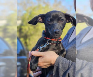 Chihuahua-Unknown Mix Dogs for adoption in Cranston, RI, USA