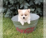 Small #2 Pomeranian