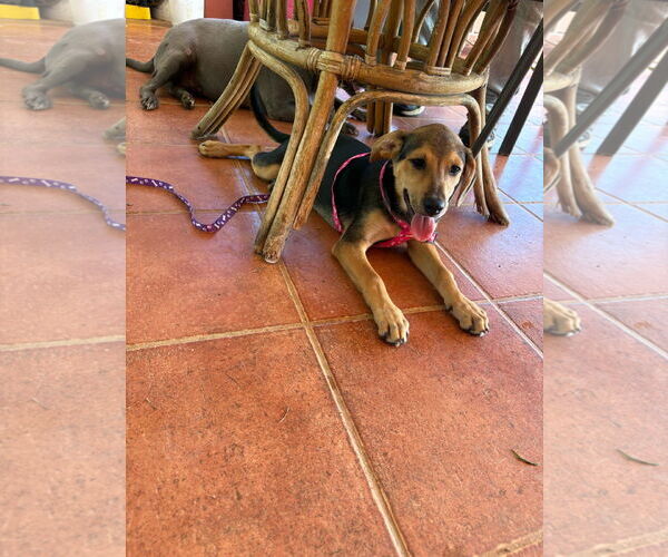 Medium Photo #5 Labrador Retriever-Unknown Mix Puppy For Sale in Sanford, FL, USA