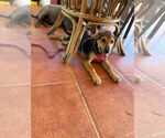 Small #4 Labrador Retriever Mix